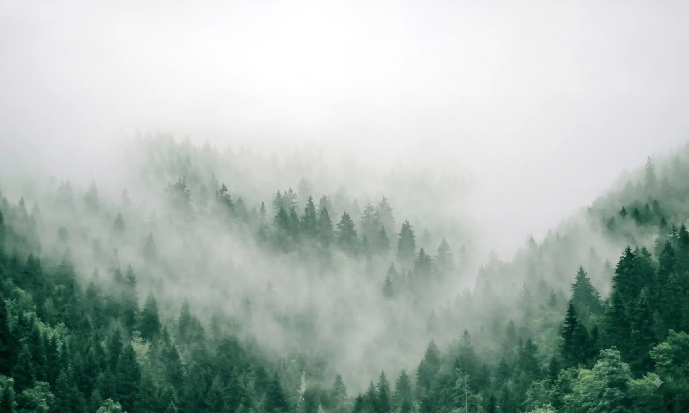 Mist drifting through a dark evergreen forest.