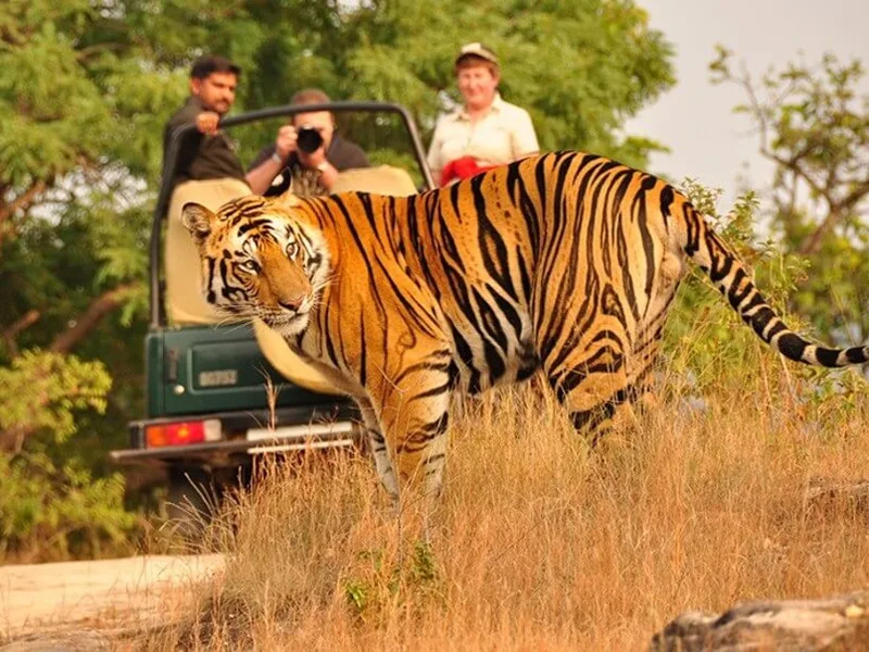Bandhavgarh & Kanha: Tiger Country Proper, Madhya Pradesh.