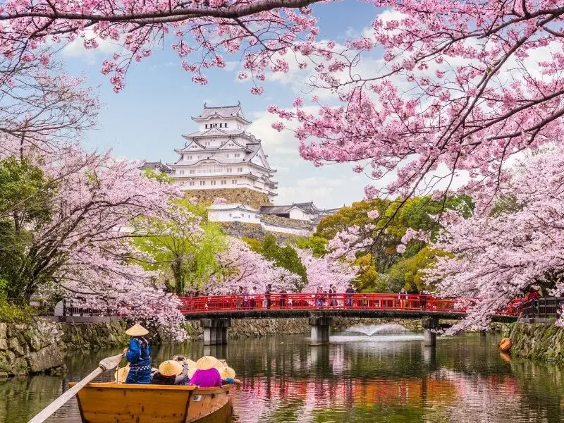 Japan in Cherry Blossom Season