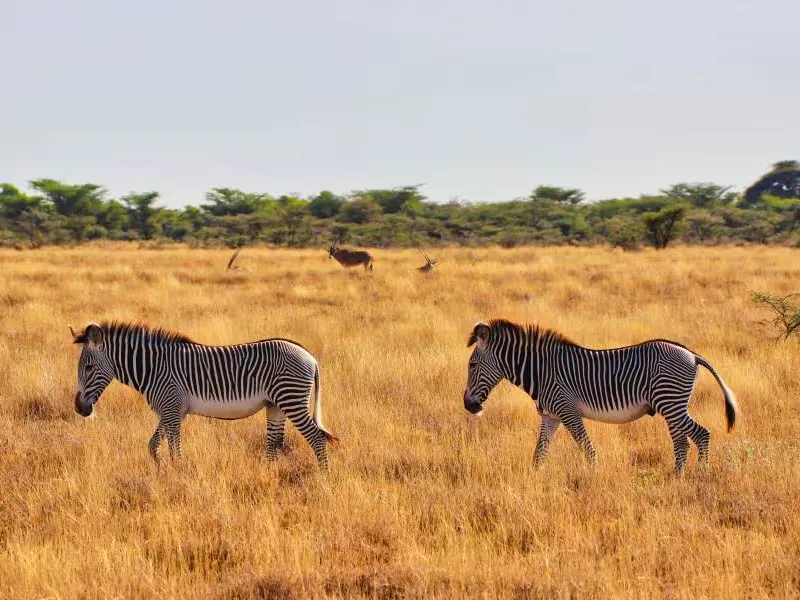 Kenya: The Masai Mara Migration, Kenya.