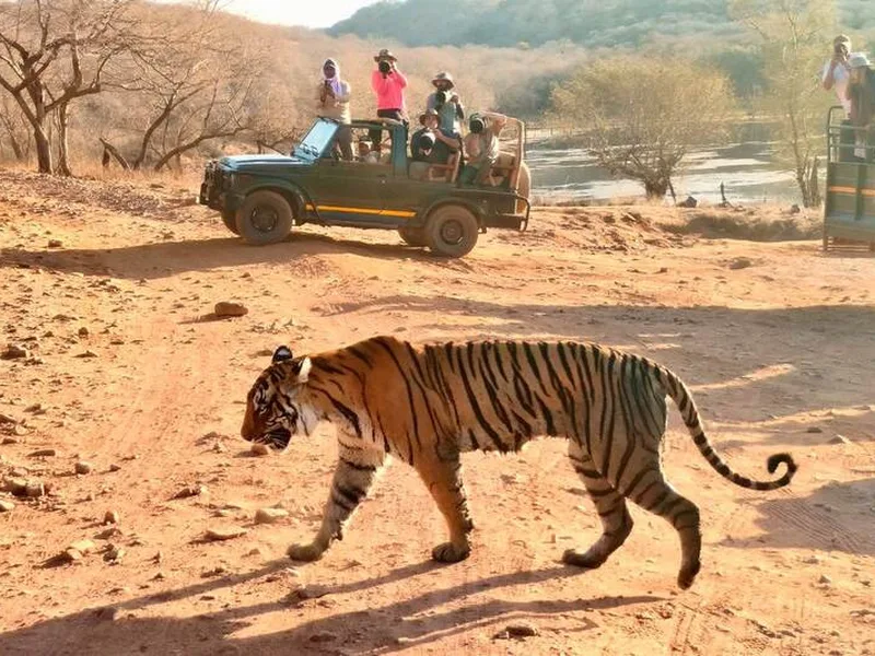 Ranthambore & the Wild East of Rajasthan, Rajasthan.
