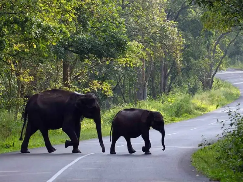 Wayanad & the Malabar Coast, Kerala.